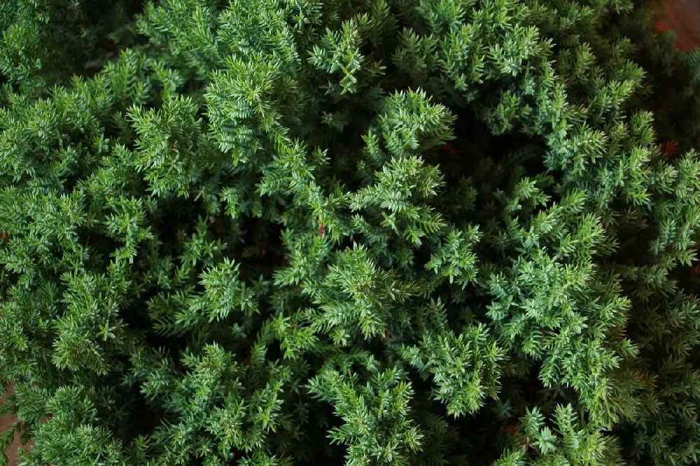 Green Mound Juniper