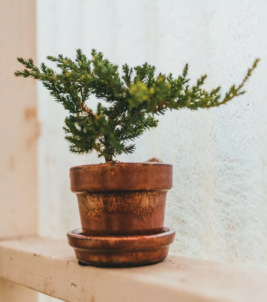 Green Mound Juniper