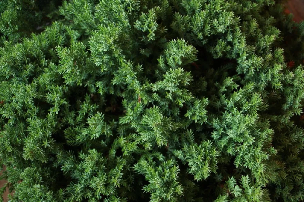 Green Mound Juniper Topiary 2