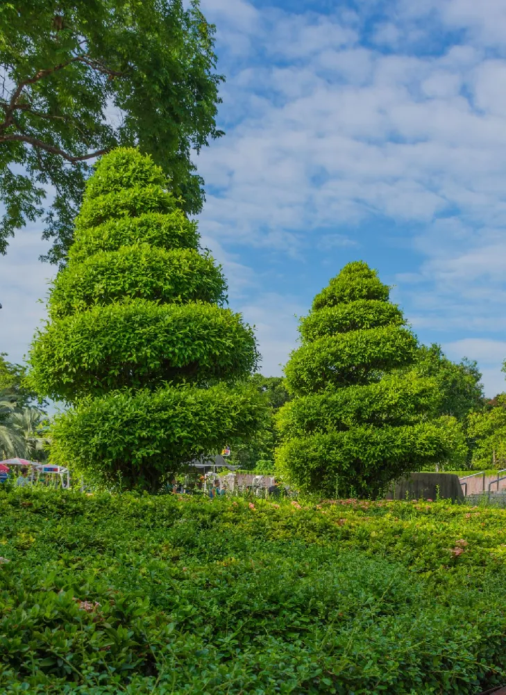 Green Mountain Boxwood Shrub