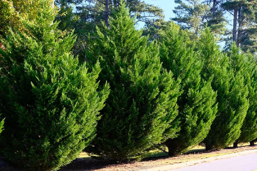 Green Rocket Leyland Cypress 1