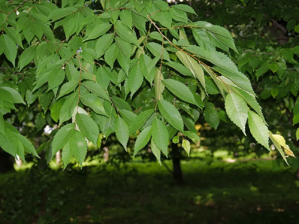 Green Vase'® Zelkova Tree