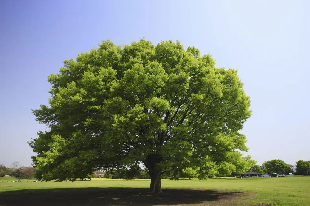 Green Vase'® Zelkova Tree