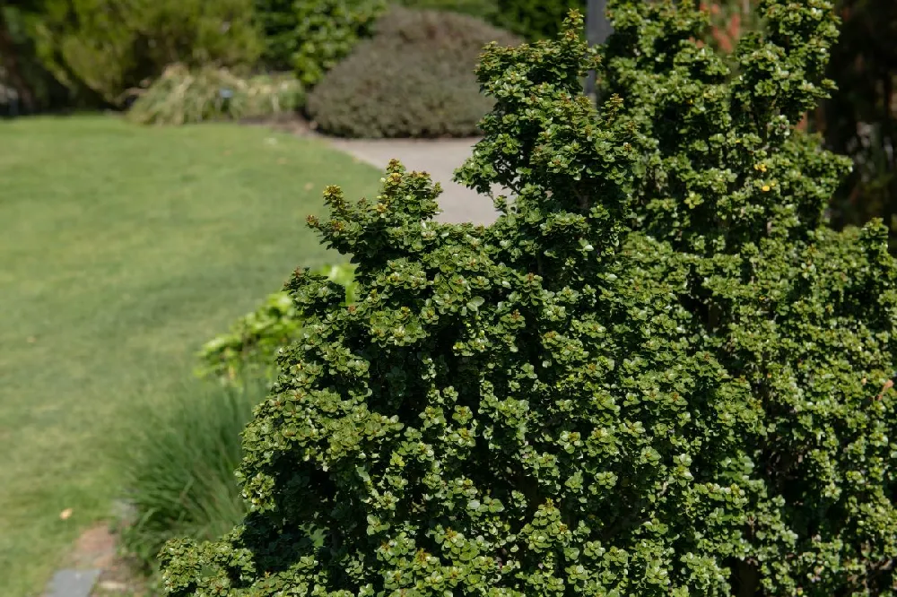 Tri-Color Willow Tree