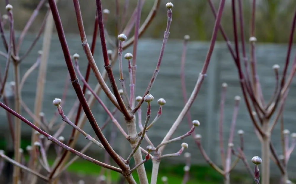 Grey Twig Dogwood Shrub