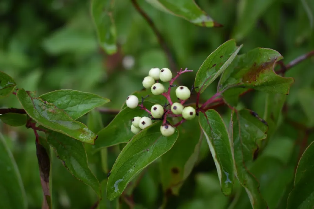 Grey Twig Dogwood Shrub