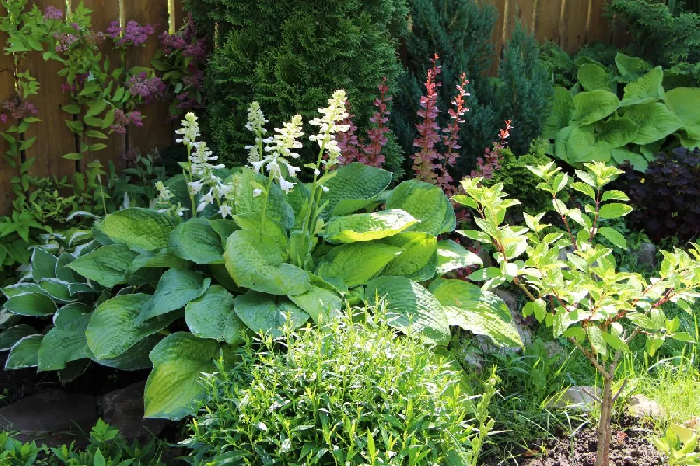 Guacamole Hosta