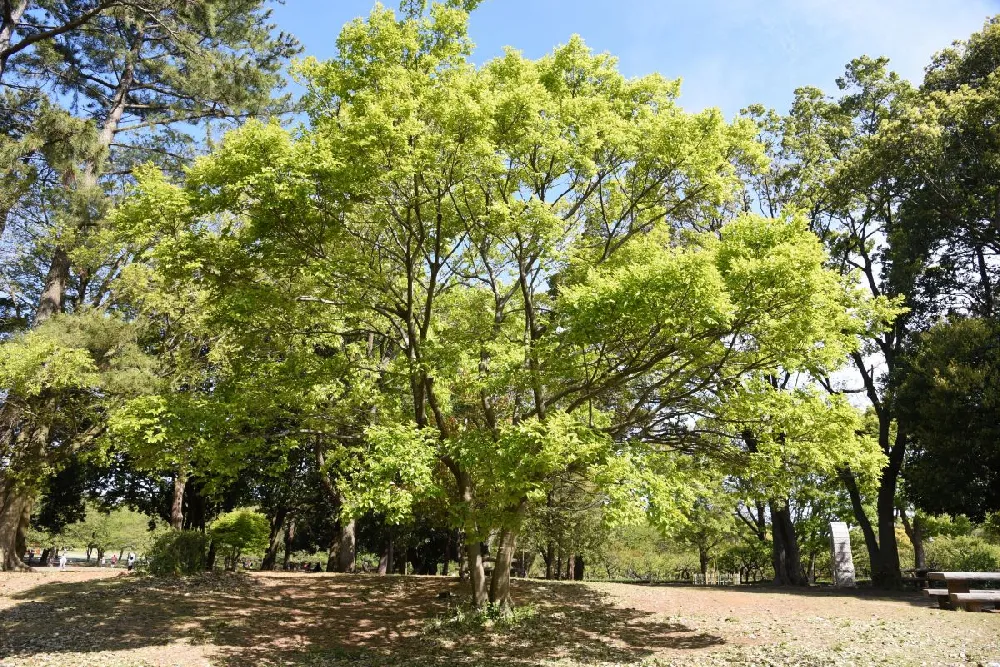 Hackberry Tree