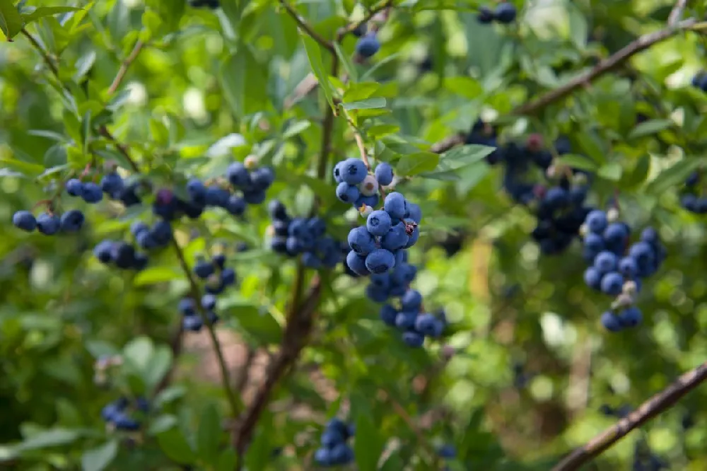 Hannah's Choice Highbush Blueberry