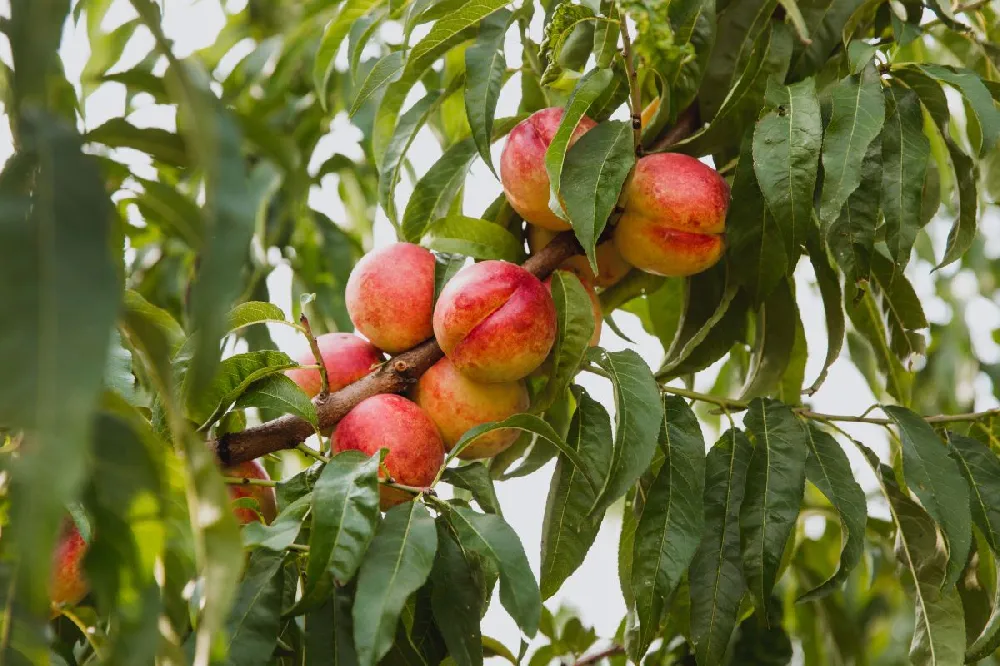 Harko Nectarine Tree