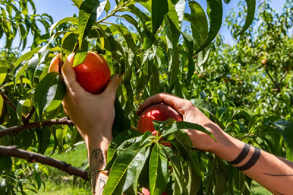 Harvester Peach Tree - USDA Organic