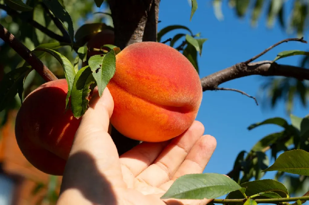 Harvester Peach Tree - USDA Organic