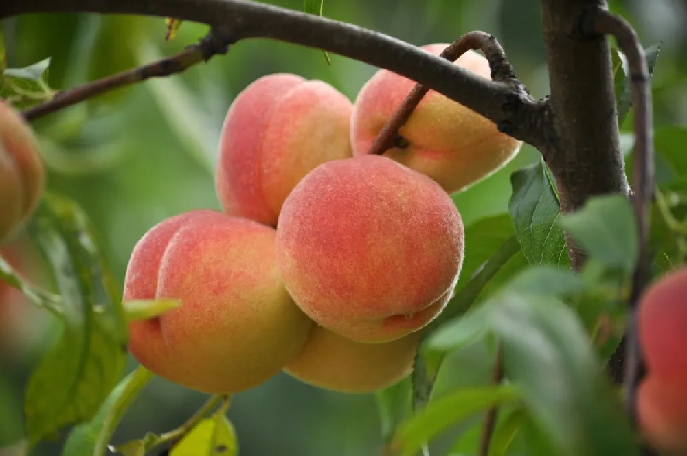 Harvester Peach Tree