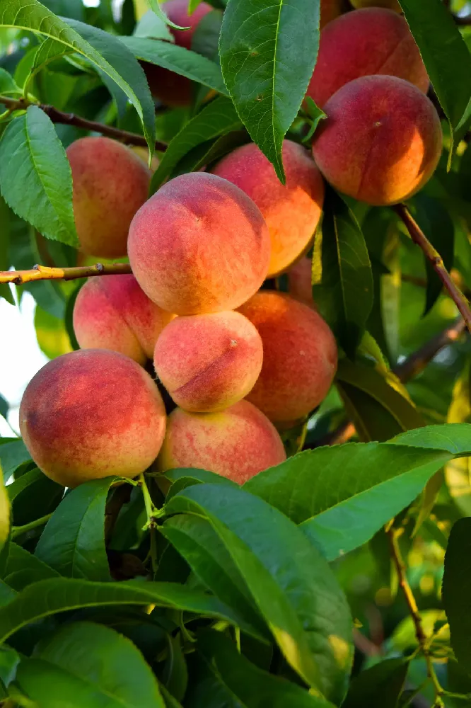 Harvester Peach Tree