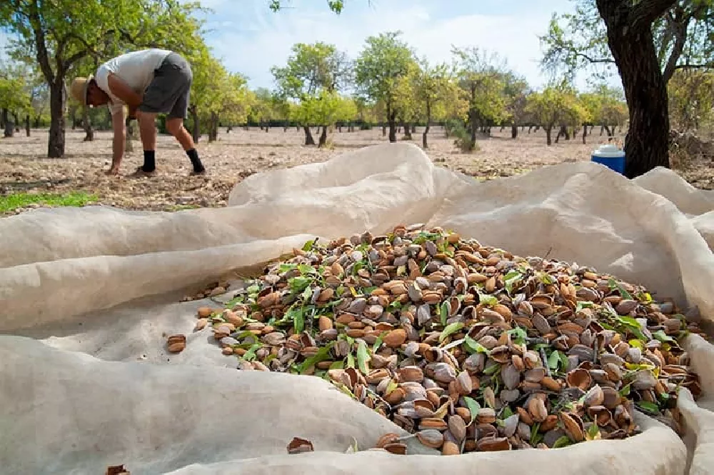 All-In-One Almond Tree harvesting