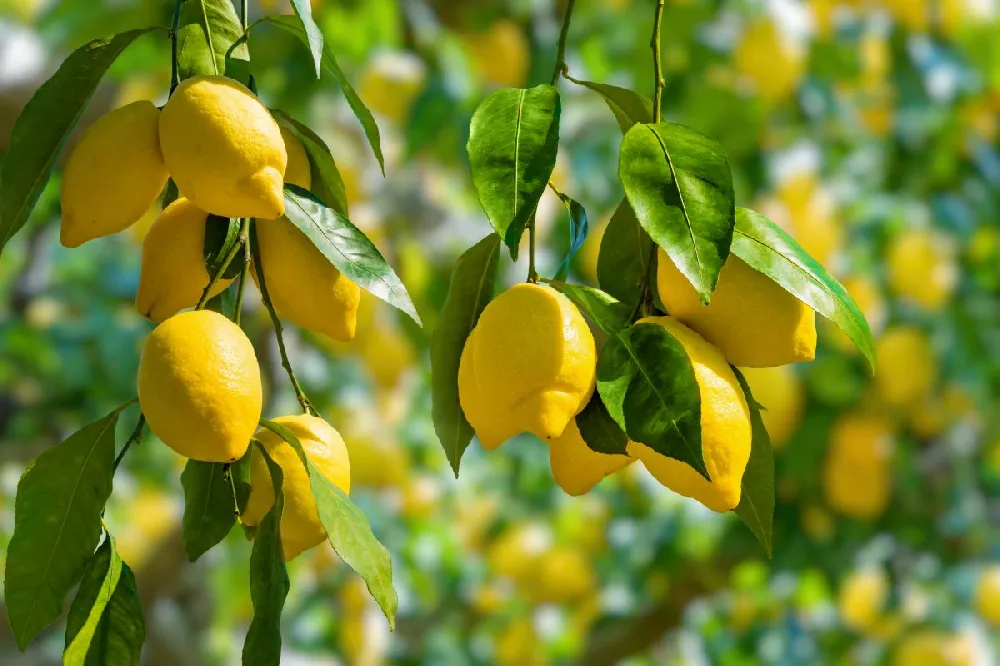 Harvey Lemon Tree