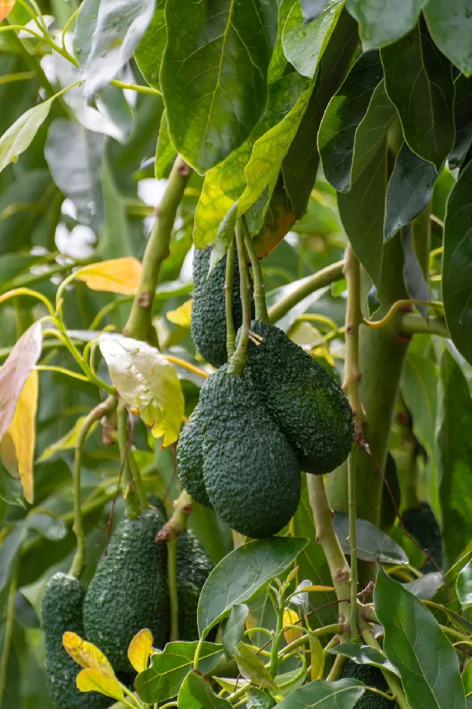 Hass Avocado Tree