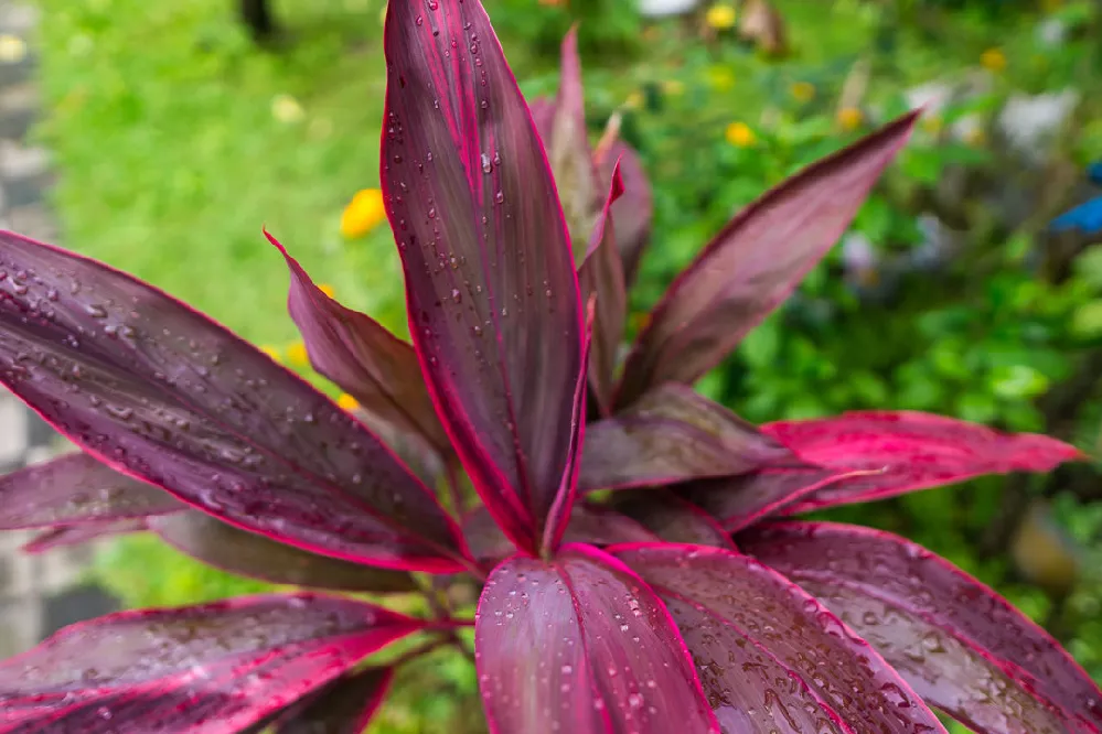 Hawaiian Ti Plants