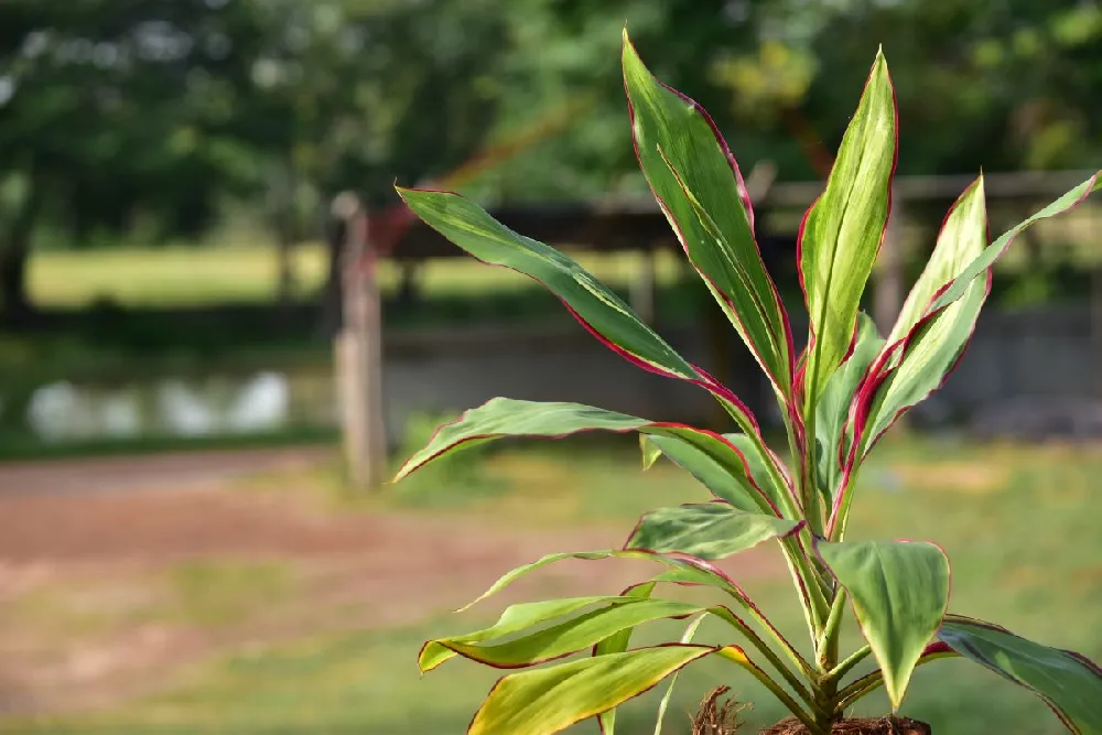 Hawaiian Ti Plant 'Rising Sun'