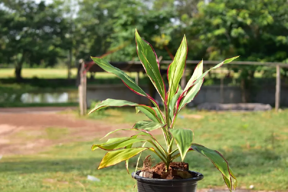 Hawaiian Ti Plant 'Rising Sun' 