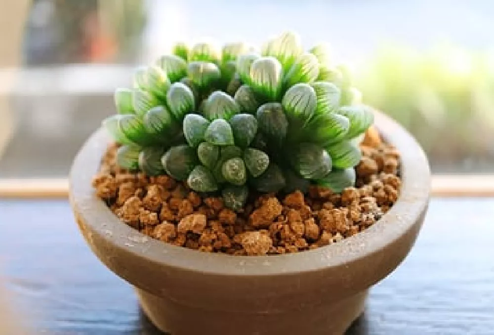 Haworthia Cooper