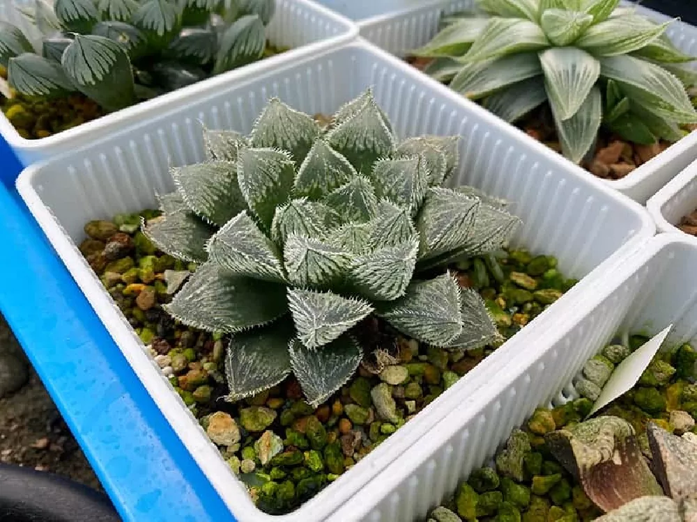 Haworthia in a pot