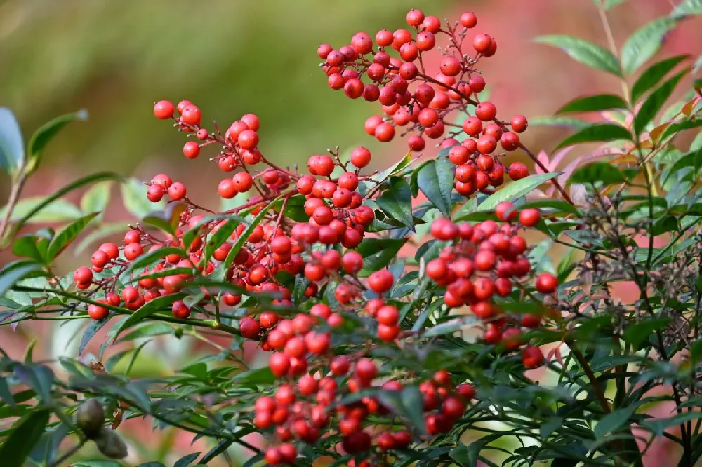 Heavenly Bamboo Nandina Shrub