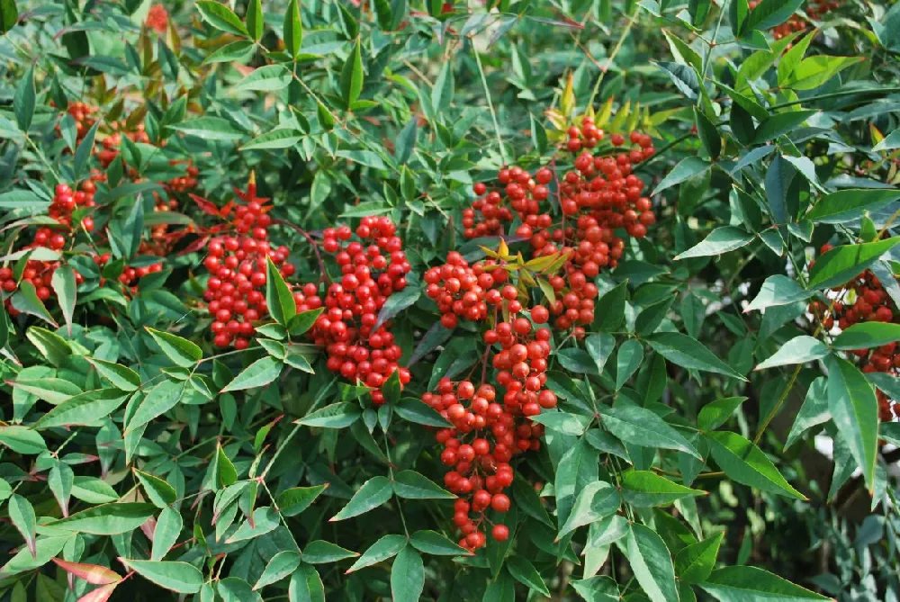 Heavenly Bamboo Nandina Shrub