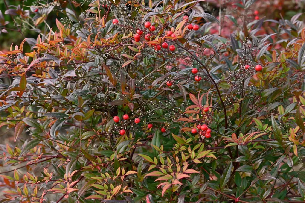 Heavenly Bamboo Nandina Shrub