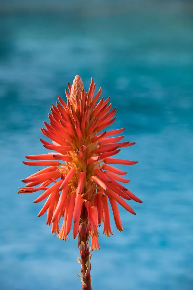 Hedgehog Aloe Plant