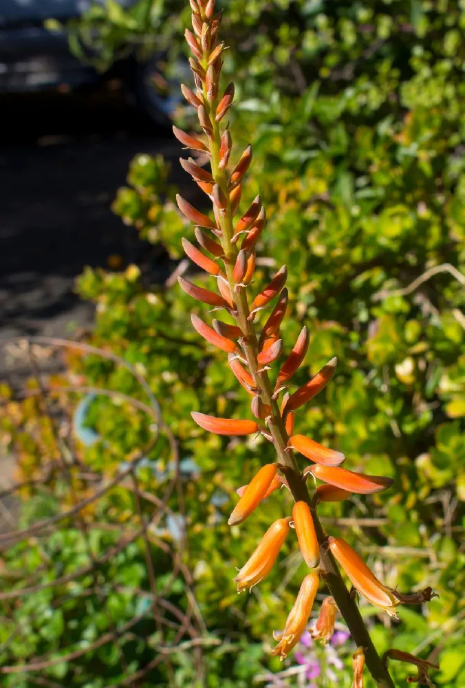 Hedgehog Aloe Plant