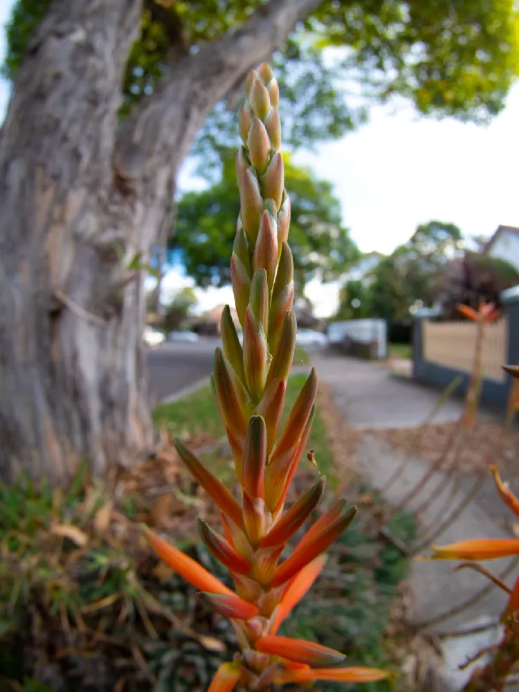 Hedgehog Aloe Plant