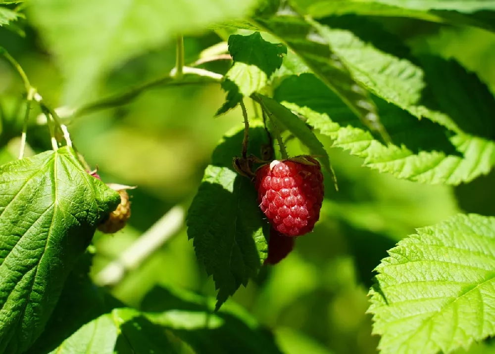 Heritage Raspberry fruit