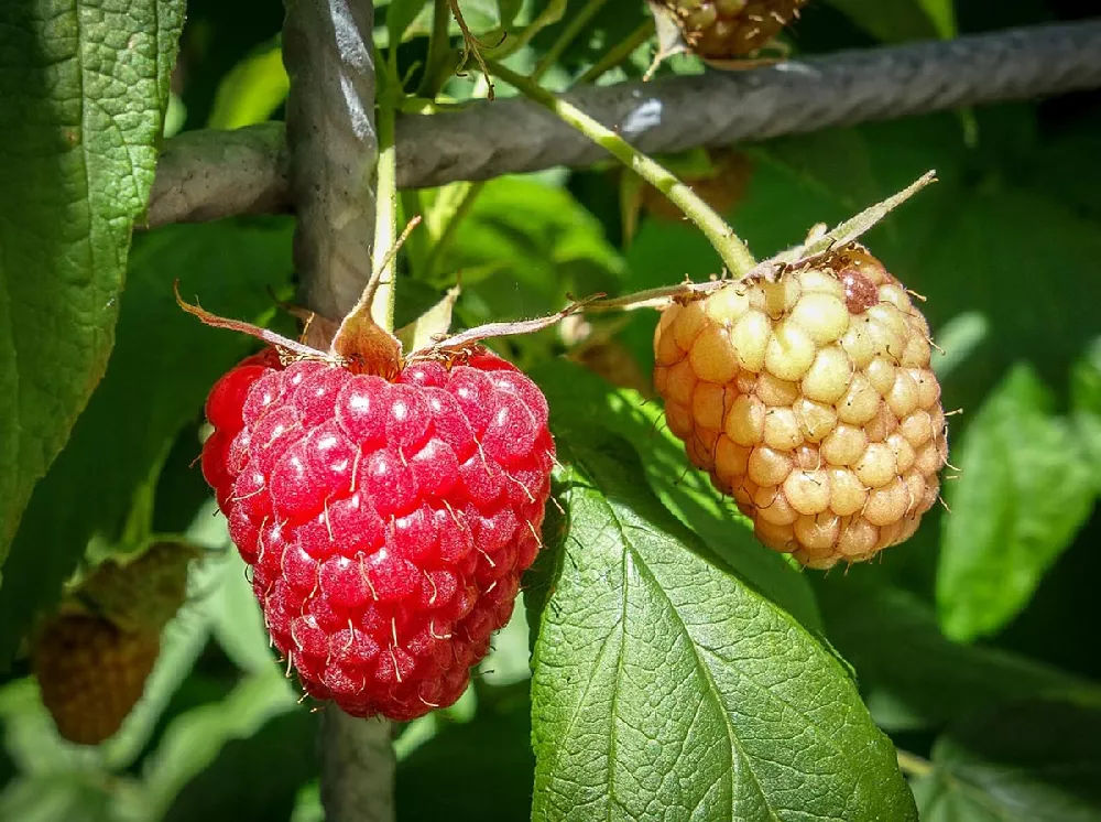 Heritage Raspberry fruit closeup