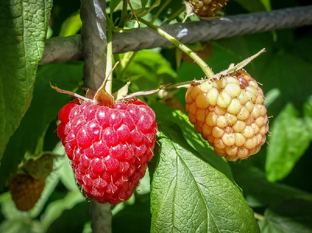 Heritage Raspberry Bush  Enjoy Red Raspberries At Home - PlantingTree