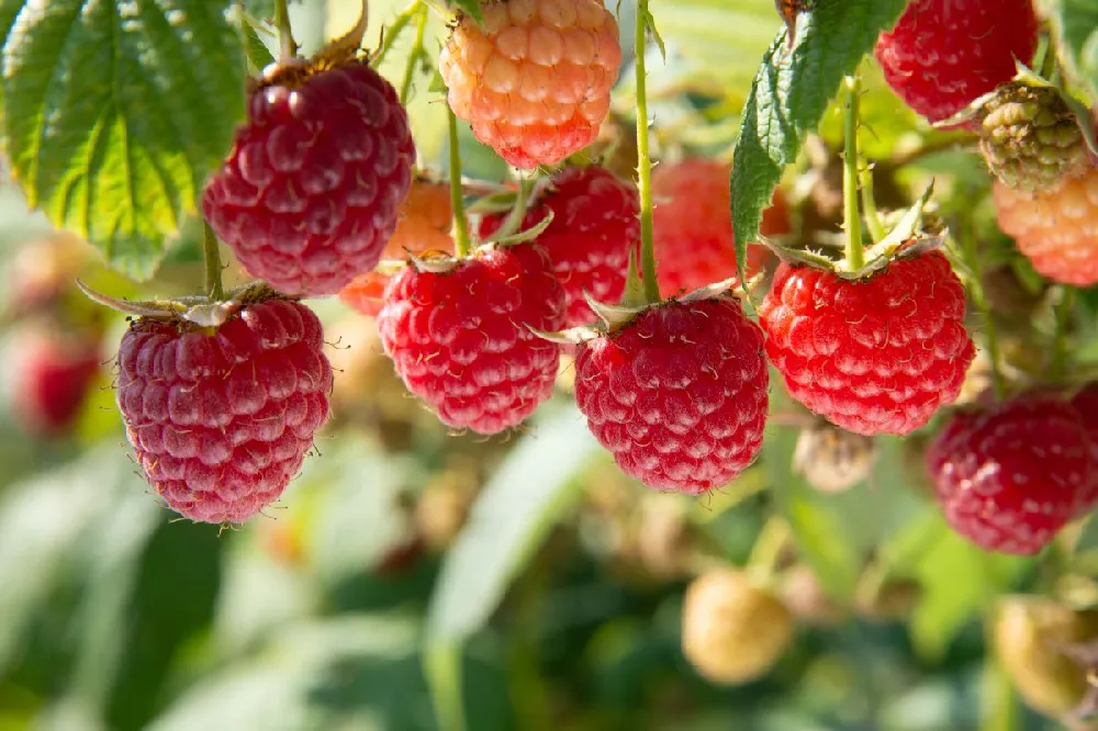 Heritage Everbearing Raspberry - USDA Organic