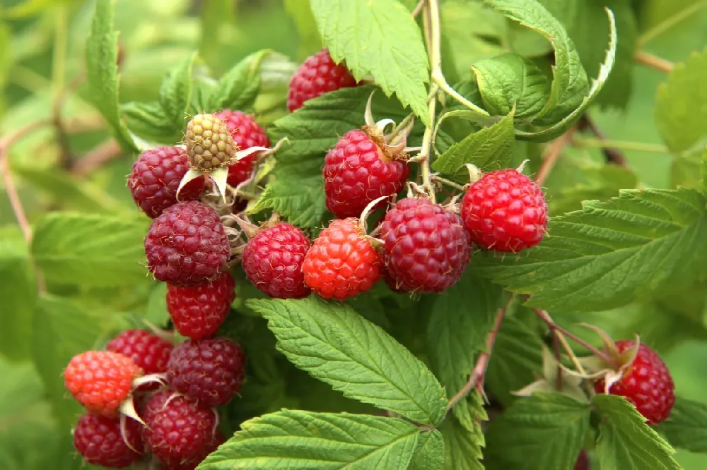 Heritage Everbearing Raspberry - USDA Organic