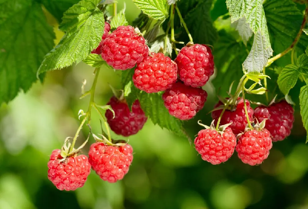 Heritage Everbearing Raspberry - USDA Organic