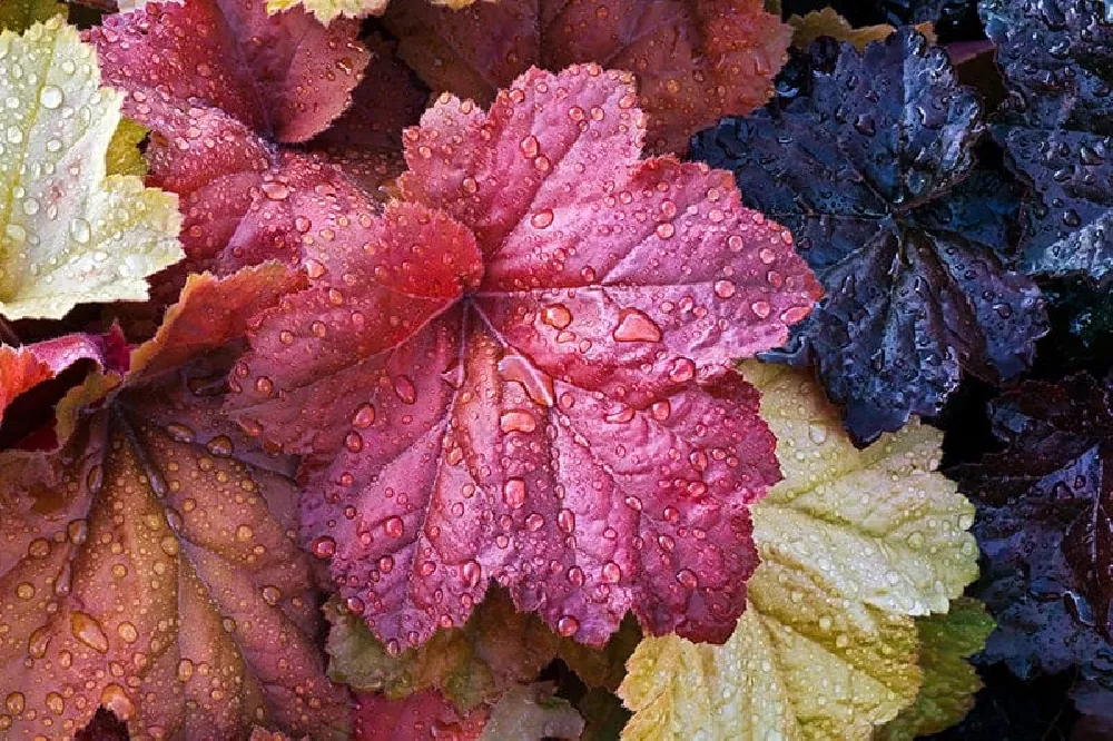 Heuchera watering