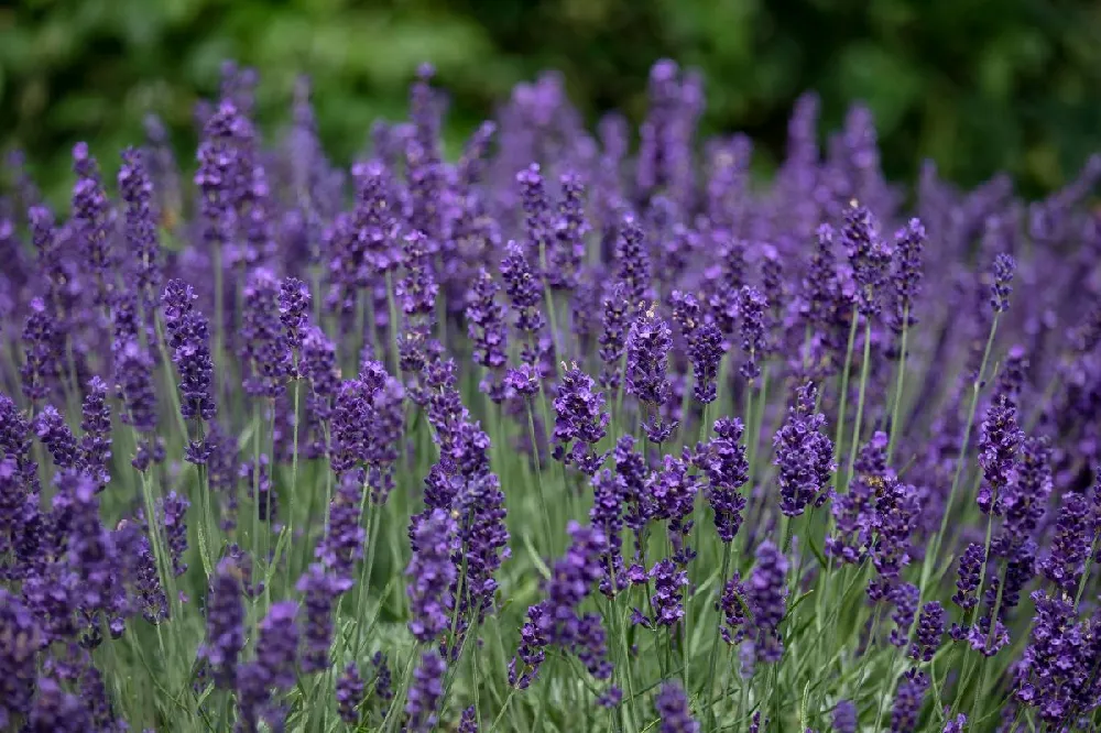 Hidcote Purple Lavender Plant 