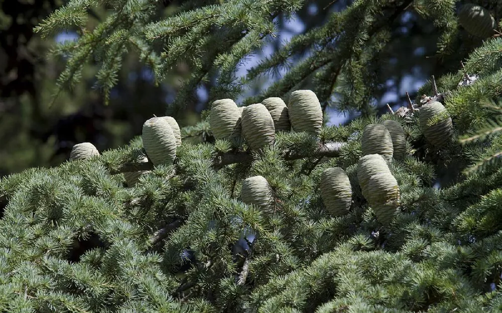 Deodar Cedar Tree 2