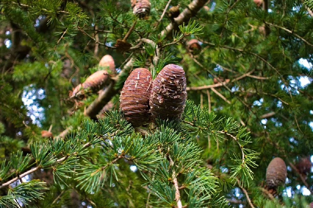 Deodar Cedar Tree 3