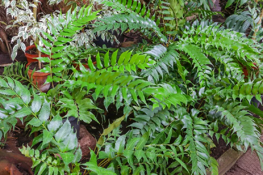 Holly Fern