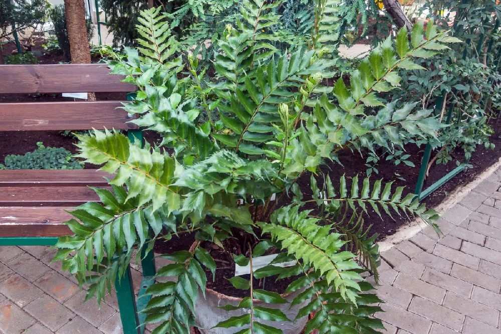 Holly Fern 