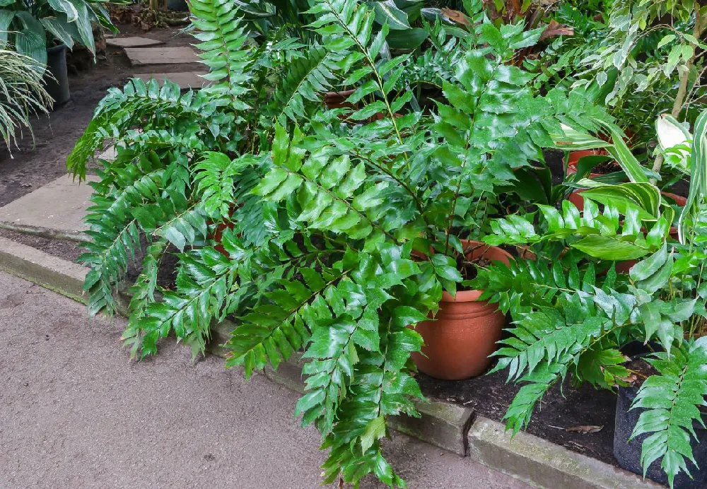 Holly Fern 