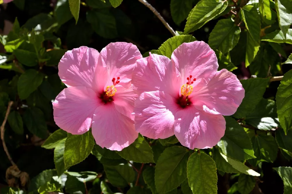 First Lady™ Hollywood Hibiscus 2