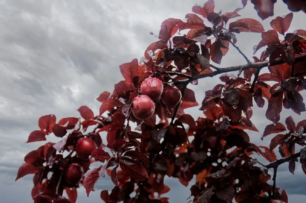 Hollywood Plum Tree