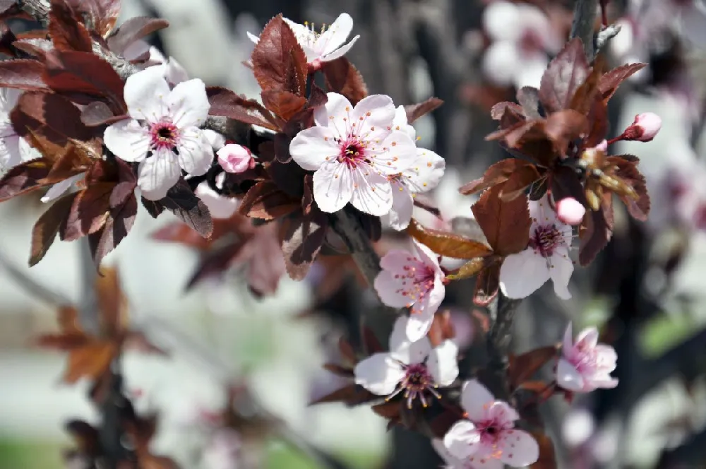 Hollywood Plum Tree