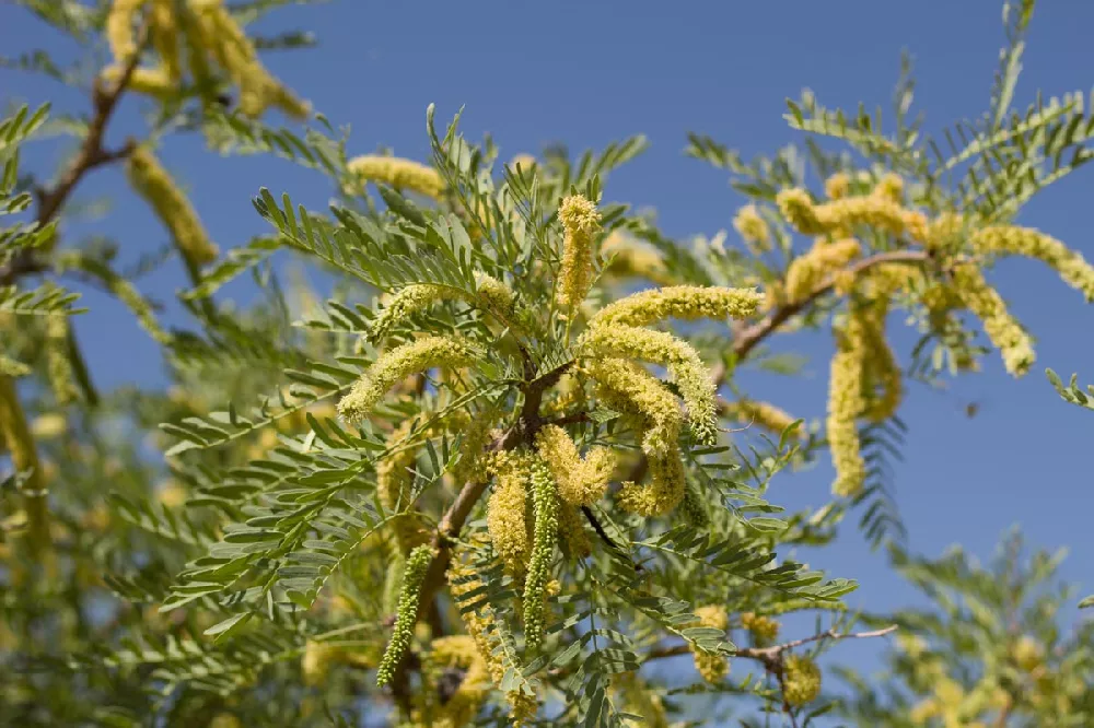 Honey Mesquite close-up