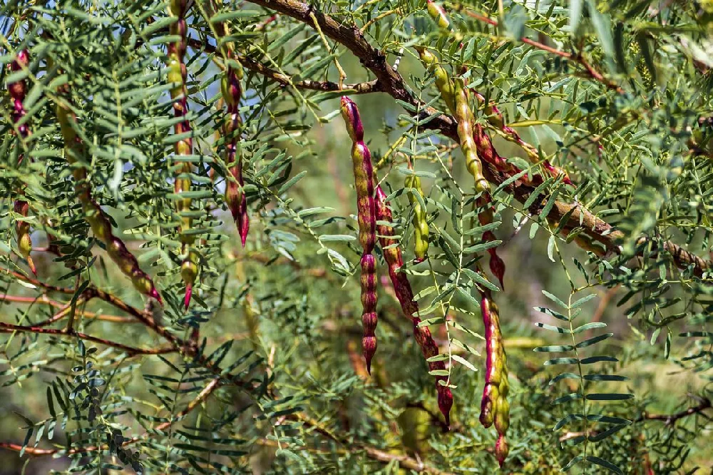 Honey Mesquite